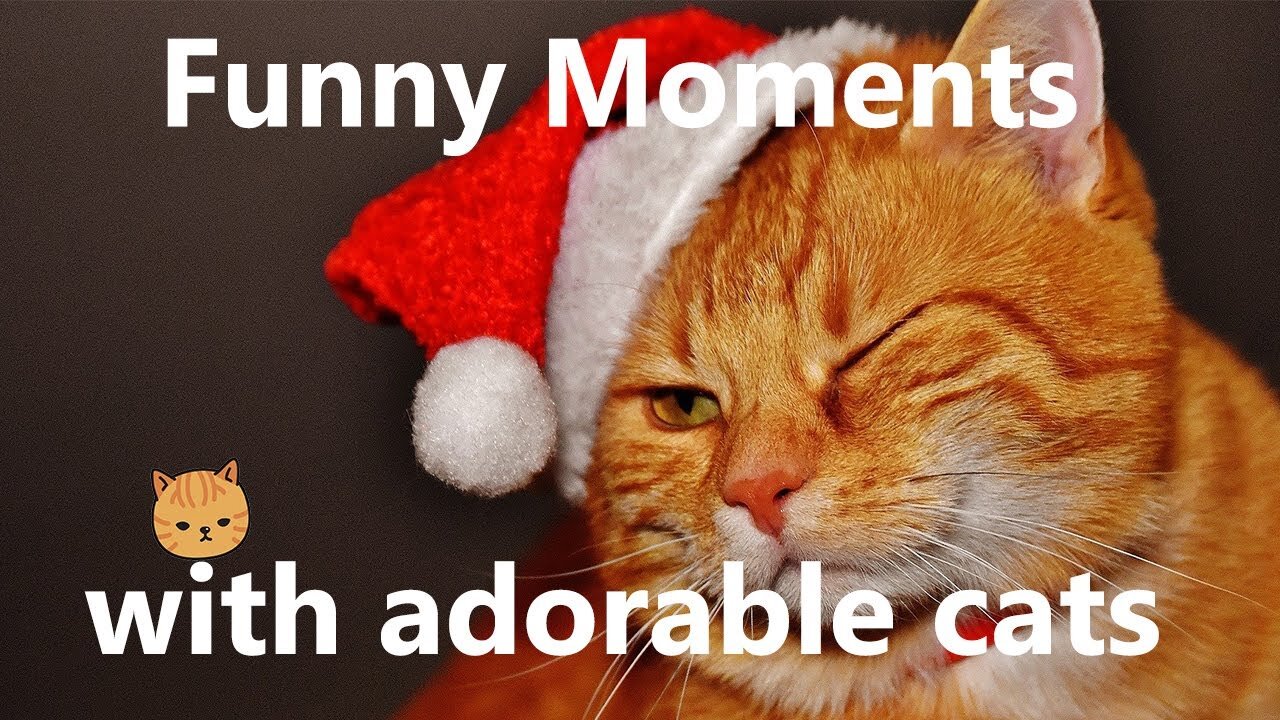 OMG! SO CUTE CATS | FUNNY MOMENTS