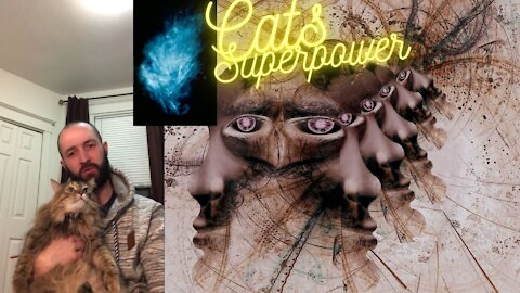Are Cats Psychics??