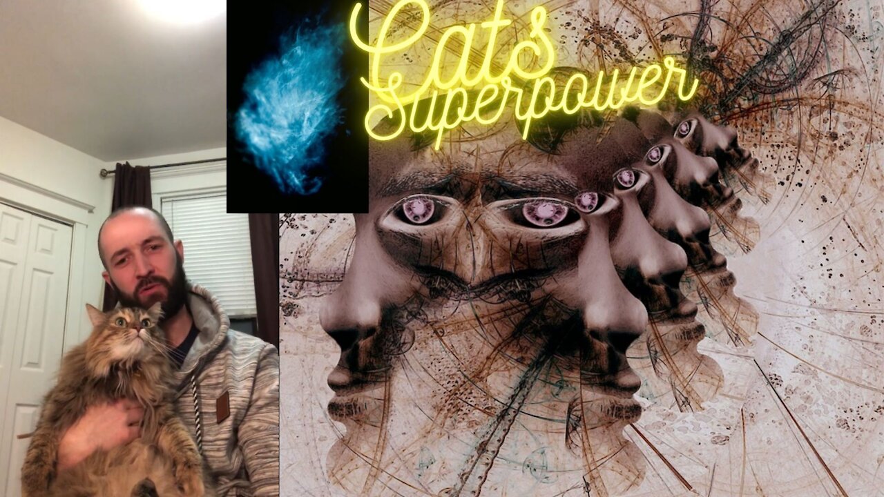 Are Cats Psychics??