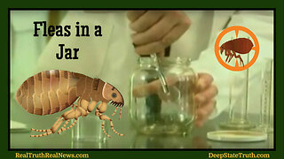 🪳 The "Fleas in a Jar" Experiment ⋆˙⟡ What Does This Say About Human Behavior? Is This a Wake-Up Call?