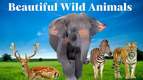 Beautiful Dogs | Animals |Lion | snake