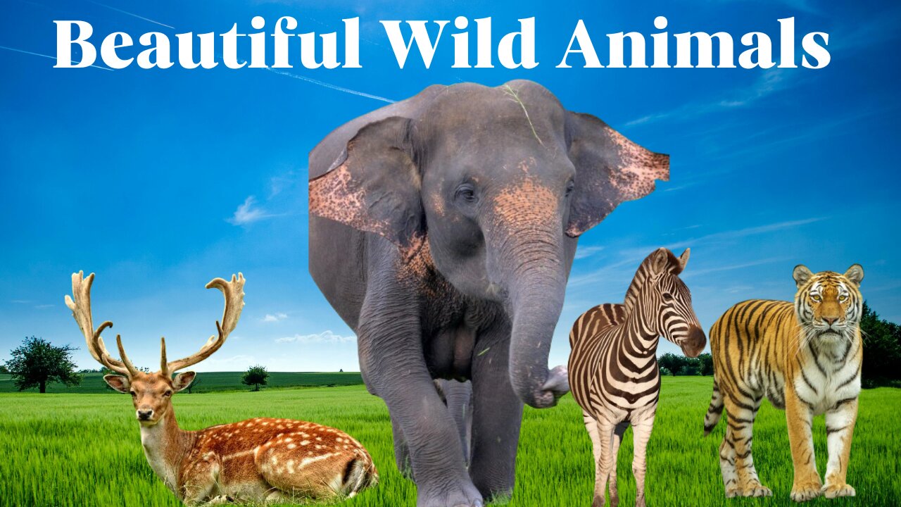 Beautiful Dogs | Animals |Lion | snake