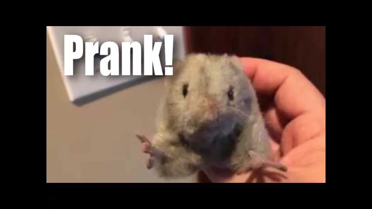 Hansa plush mouse scare prank!