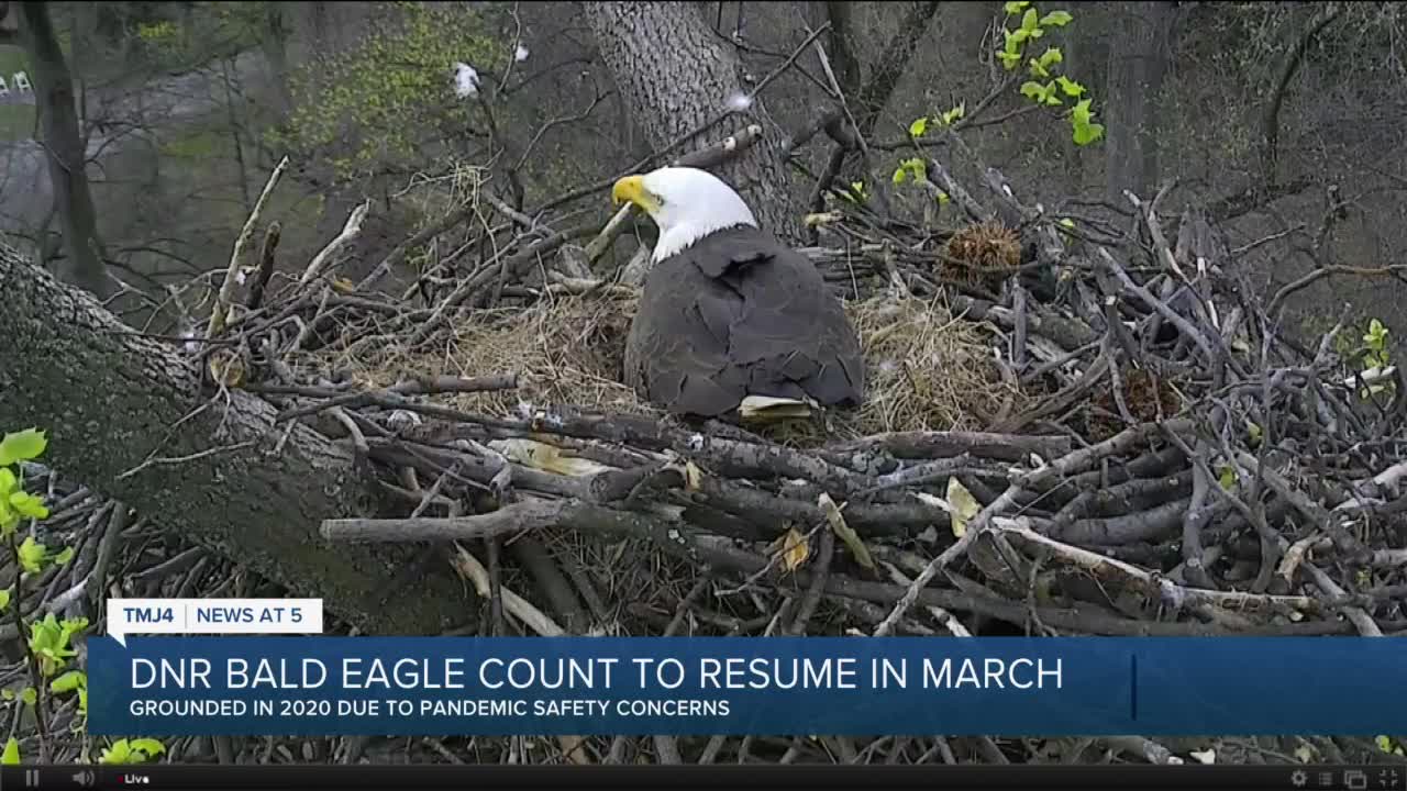 DNR hopes to continue annual bald eagle count after 2020 postponement