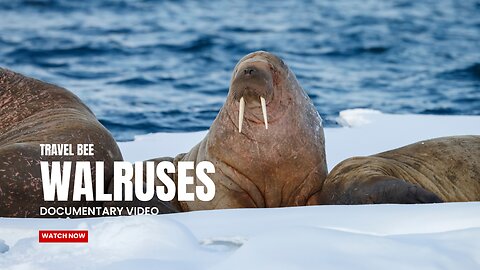 Walruses: Heavyweights With Unexpected Skills | Free Documentary Nature