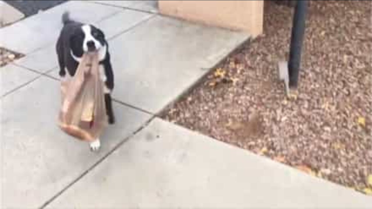 Cão ajuda a transportar sacos de compras