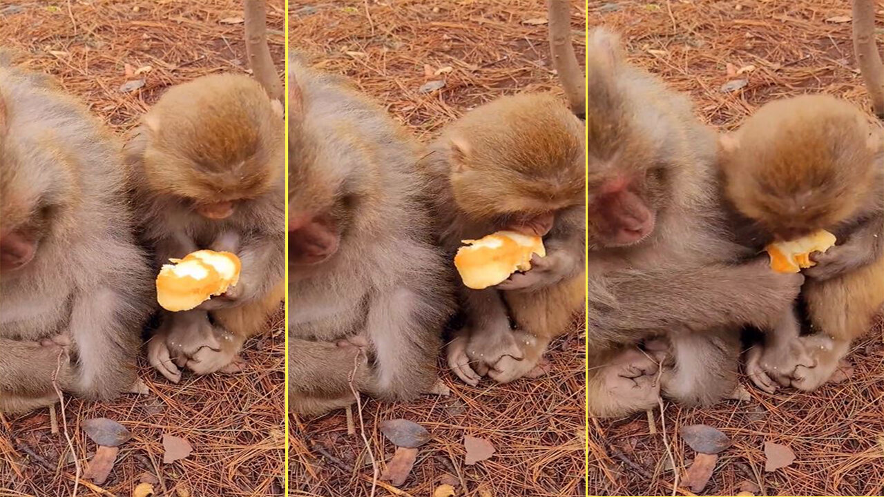 Baby monkeys eat bread