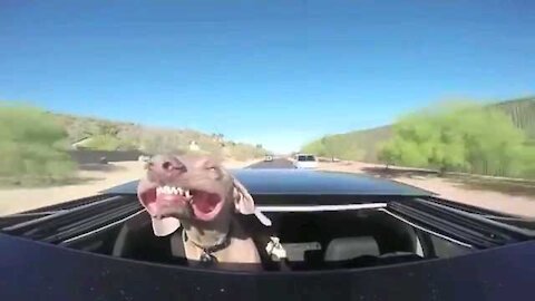 Dog has hilarious flapping lips in heavy wind