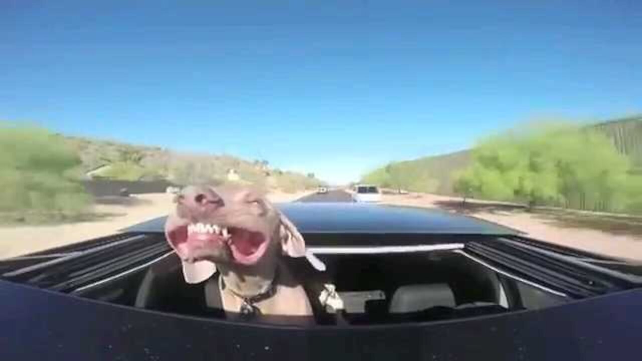 Dog has hilarious flapping lips in heavy wind