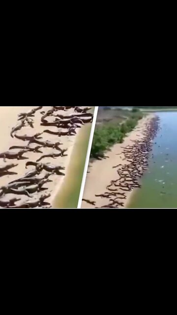 In Brazil, an invasion of Crocodiles! The local population is panicking!!