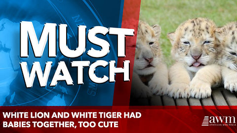 White lion and white tiger had babies together, too cute