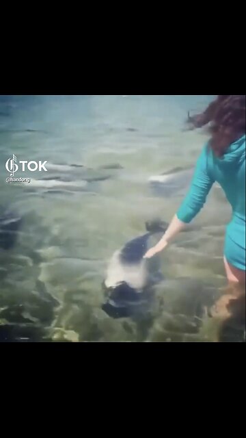 MEETING WITH AMAZING PANDA DOLPHINS AT SEA🌊🏊‍♀️🐬💫