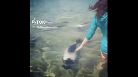 MEETING WITH AMAZING PANDA DOLPHINS AT SEA🌊🏊‍♀️🐬💫