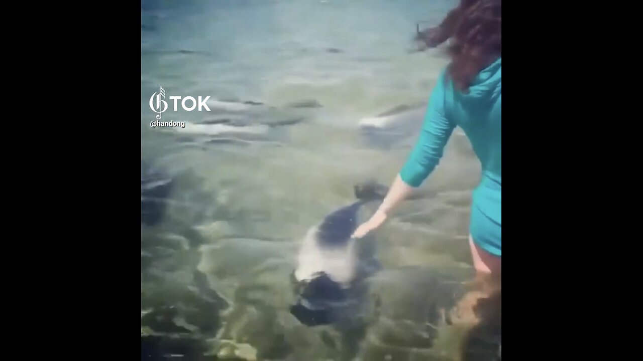 MEETING WITH AMAZING PANDA DOLPHINS AT SEA🌊🏊‍♀️🐬💫