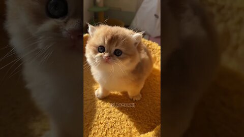Little adorables!