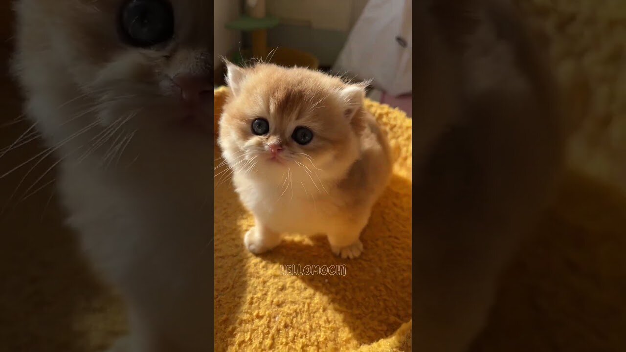 Little adorables!