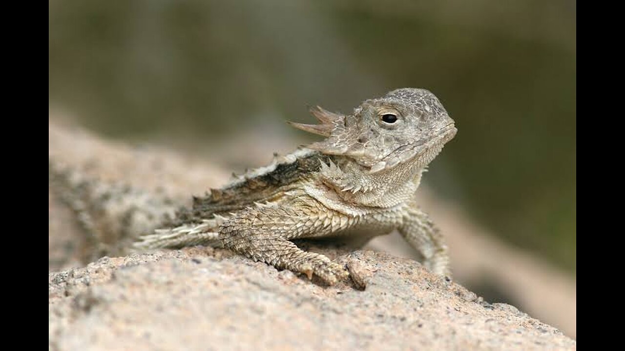 "Meet the Horned Lizard: Nature's Little Dragon"🐲🐉🦎