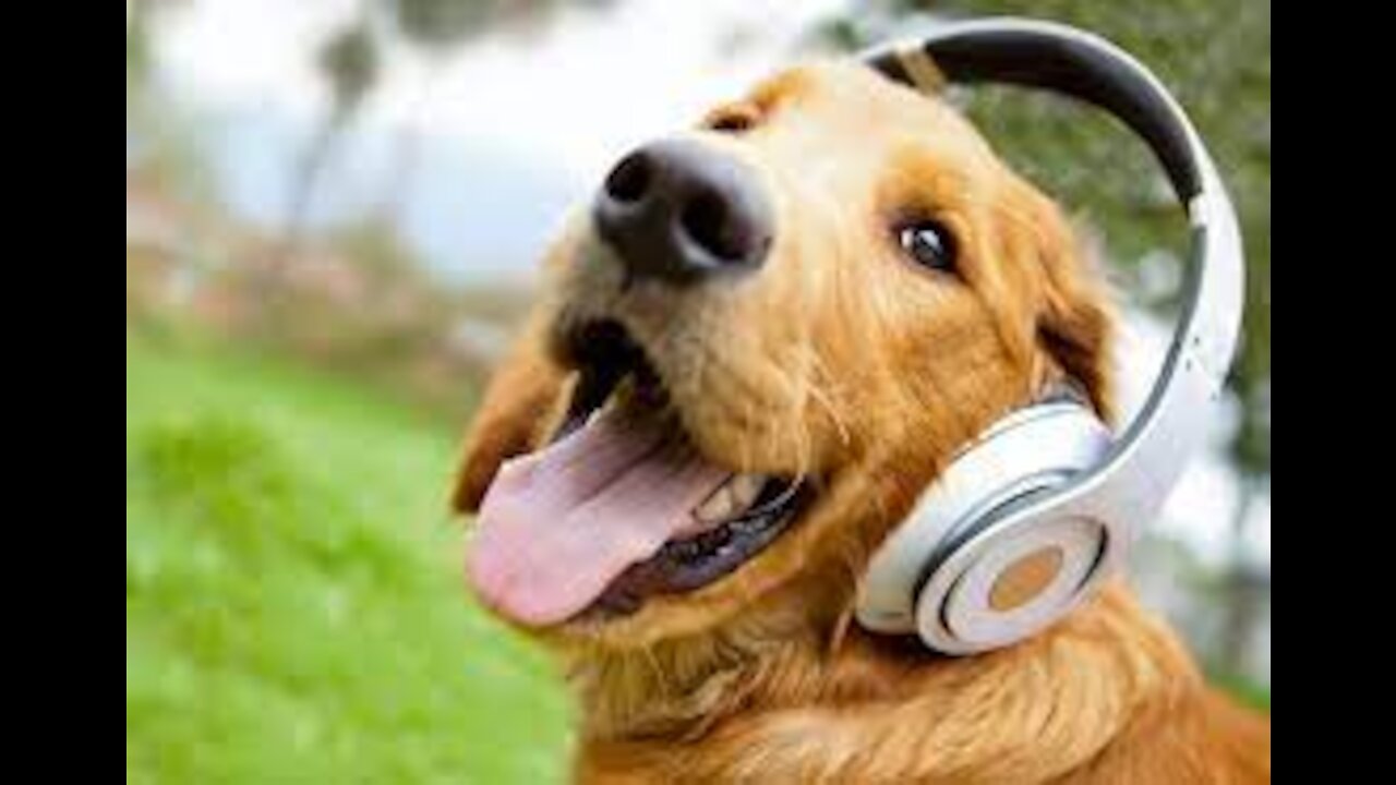 ANIMALS and POWER OF MUSIC🎵