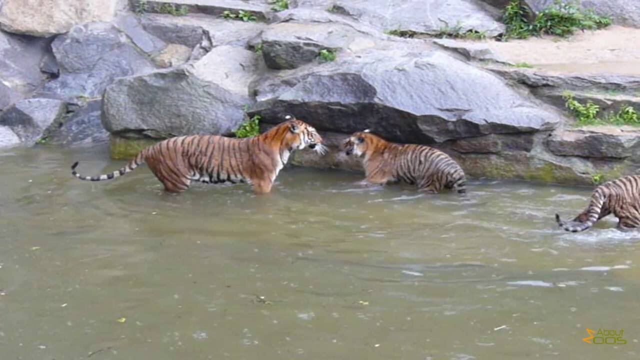 Indochinese tiger cubs engage in a water ballet at Tierpark Berlin