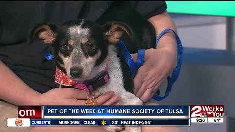 Pet of the Week: Winnie