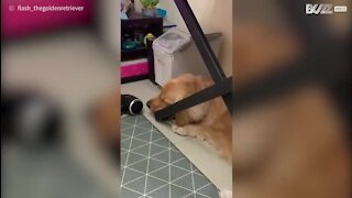 La paresse n'a pas de limite pour ce golden retriever