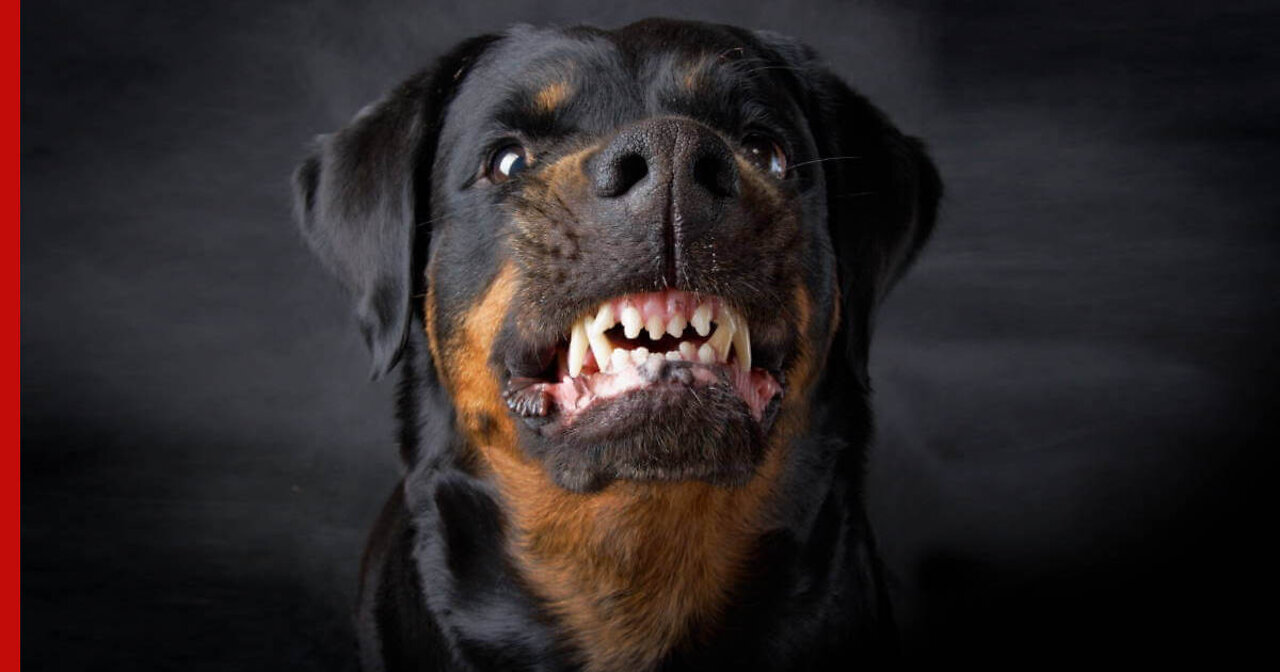 TOP 10 DOG BREEDS WITH LOUDEST BARK