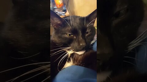 kitty naps on belly #shorts #shortsvideo #shortsfeed #youtubeshorts #catvideos #cat