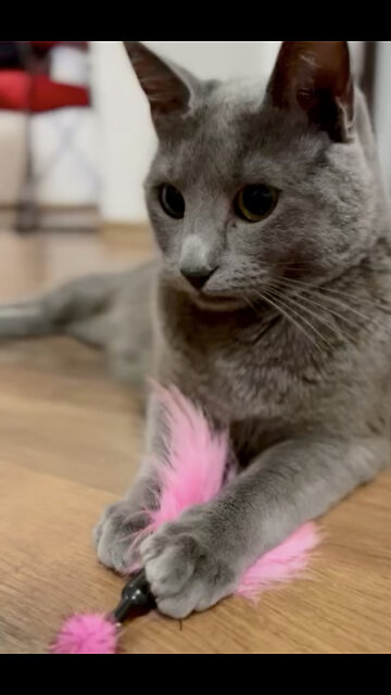 Russian blue cat playing