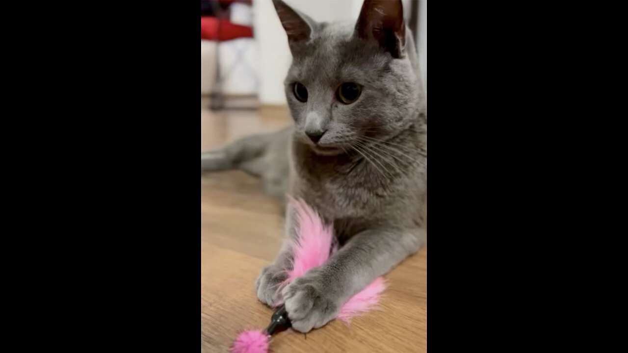 Russian blue cat playing