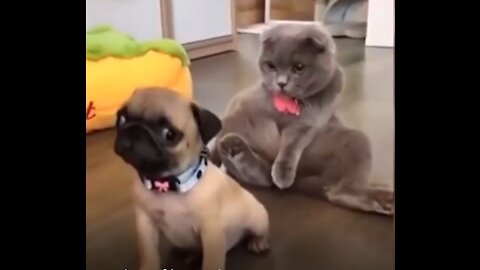 Funny Cats and Funny Dogs #6