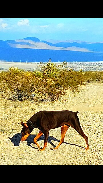 🐕Doberman🐕 Going For A Walk in the Las Vegas 🏜Desert!🏜