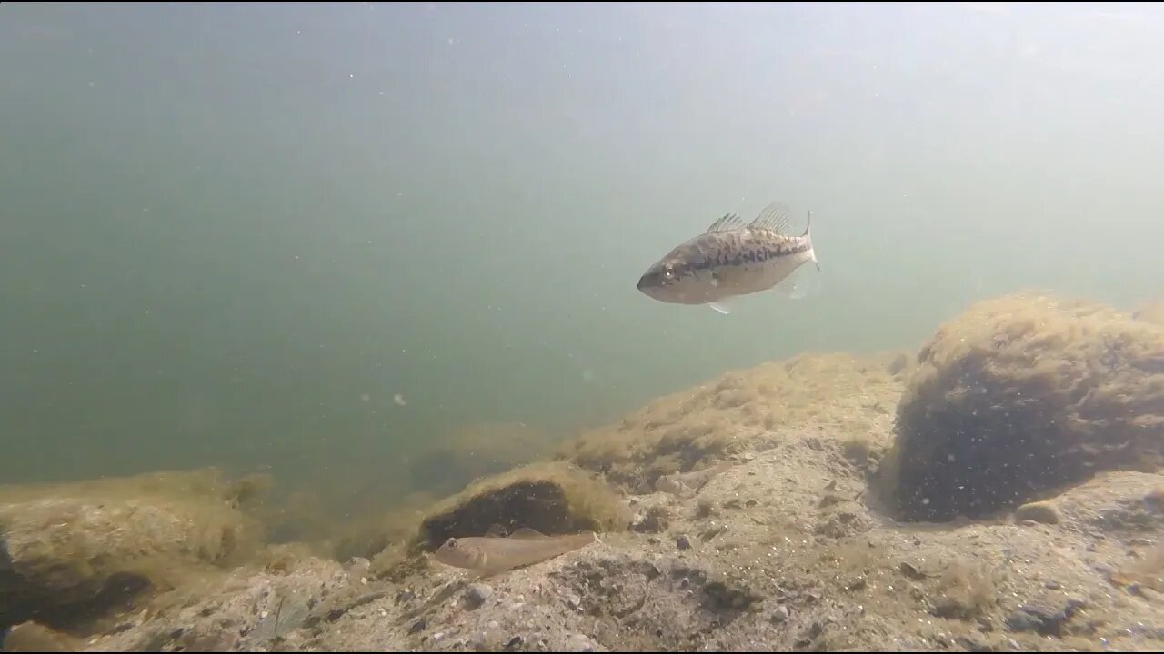 Underwater Footage In The Big Sable River, MI