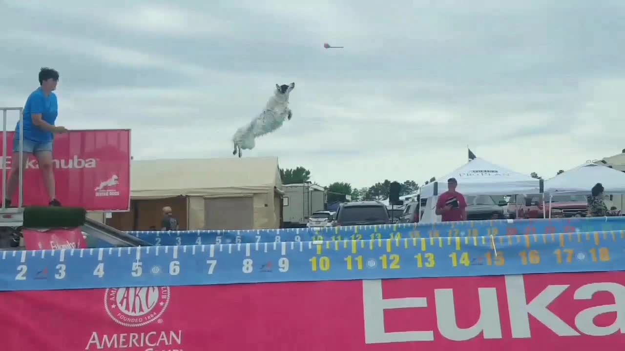 Extremely talented Border Collie jumps over 20 feet