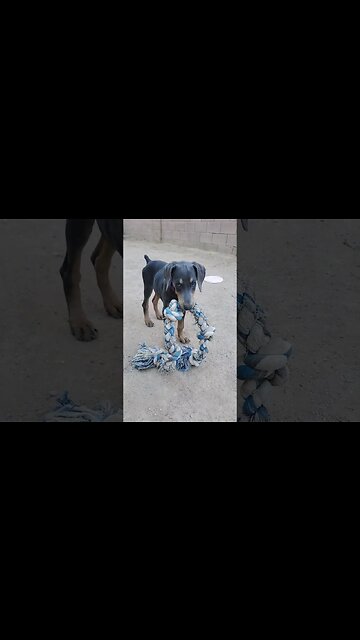 DON'T TOUCH MY ROPE, HUMAN! 🤣🐕❤️ #dobermanpinscher #dobermanpuppy #dobermanlove #doberman #dobies