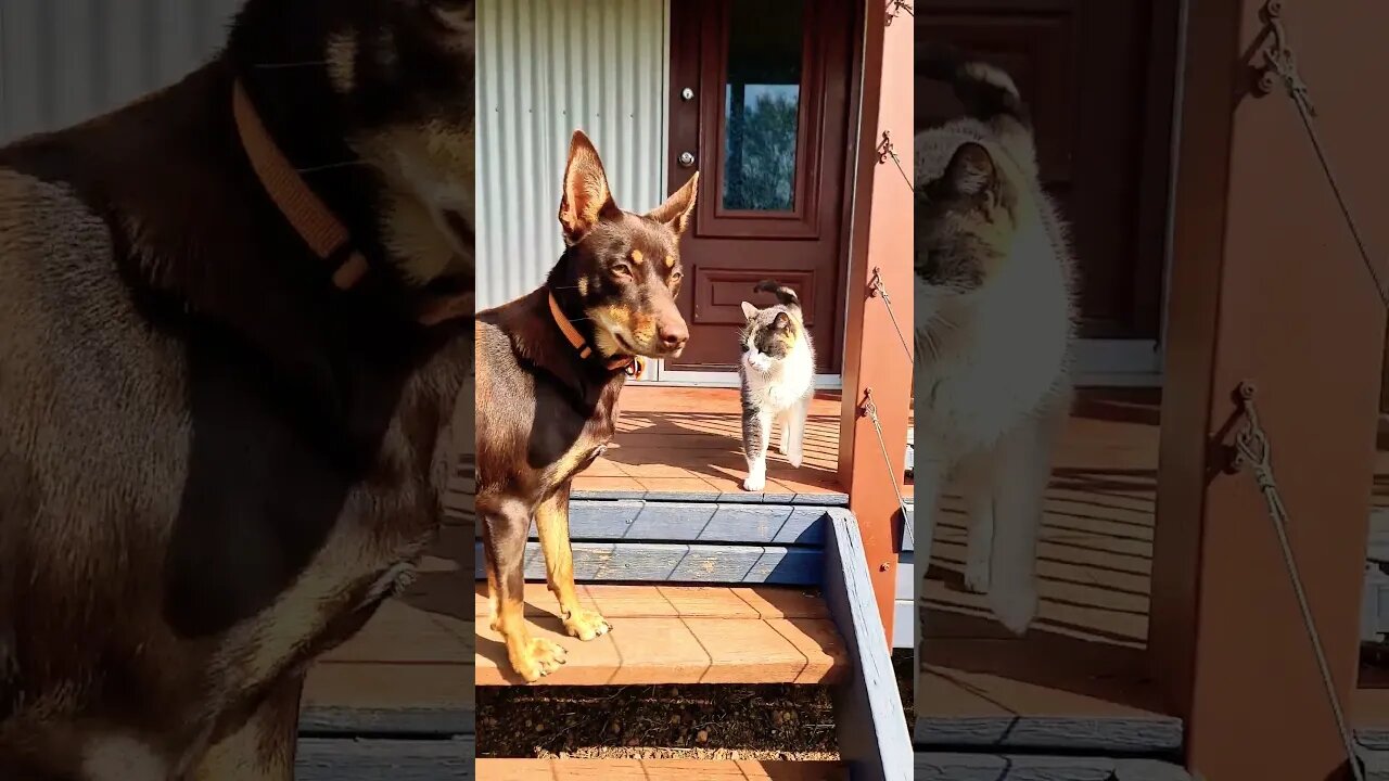 Caption This. #kelpie #cat #chickens