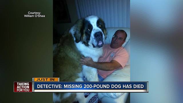 Missing 202-pound St. Bernard found dead