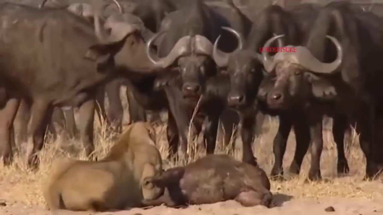 POWER Of Hippo Come To Rescue Impala From Lion Hunting Best moment hunting wild animal 2018