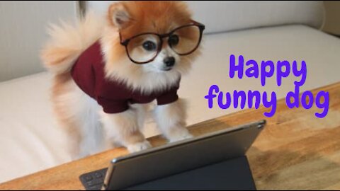 Happy funny dogs