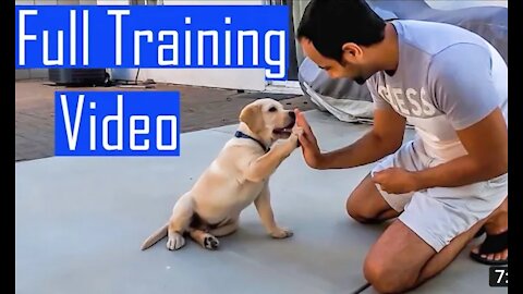 Dog training , How To Train Any Dog Basic