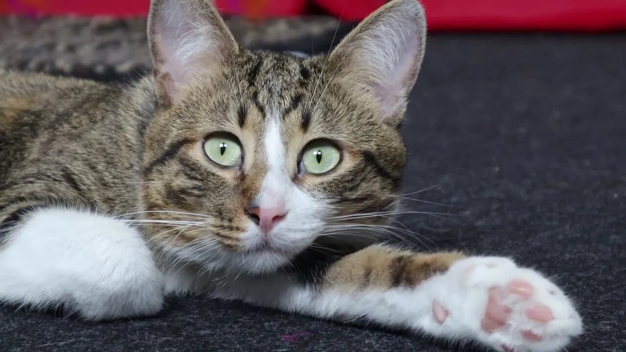 This Cat Has Beautiful Green Eyes