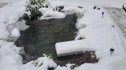 peaceful garden pond in the winter #pond