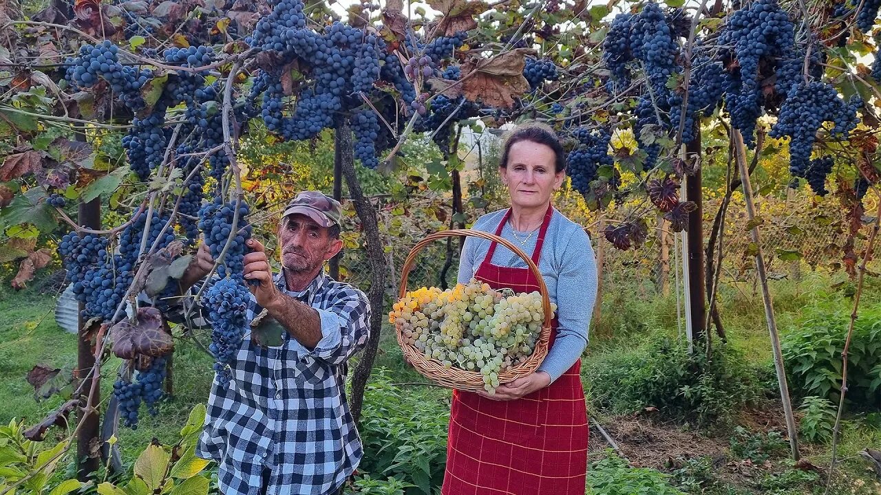 Harvesting Fresh Grapes from the Garden and Making Jam, Cake and Drinks!