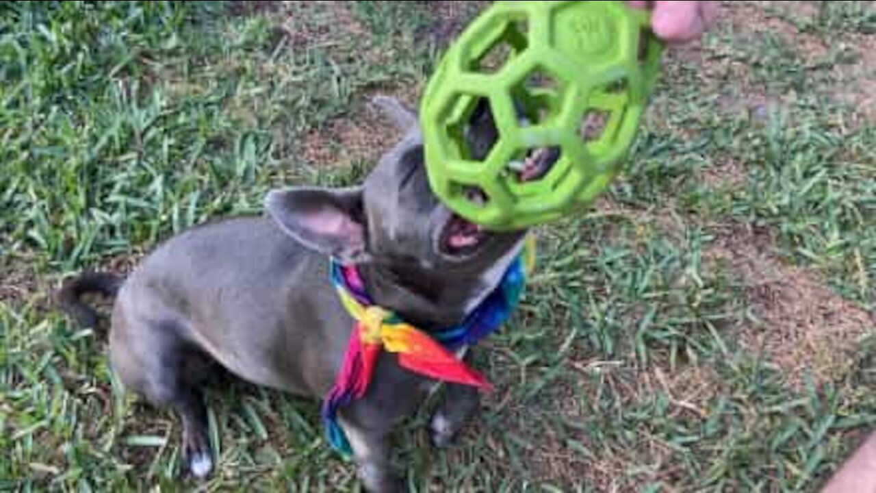 Sleepy dog doesn't let go of the ball