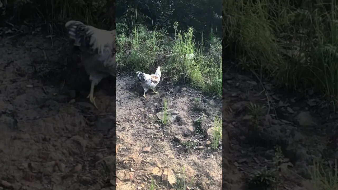 Chicks all grown up.