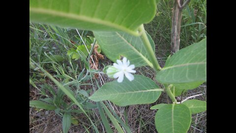 Soap Opera White Campion June 19, 2021