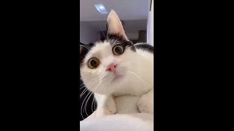 funny cat videos | cat funny videos