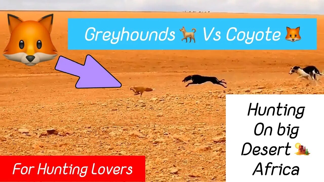 Greyhounds chasing Coyote 🦊 big Desert 🏜️ | Galgos persiguiendo zorro | 😱صيد الثعلب بالسلوقي 狗追狐狸