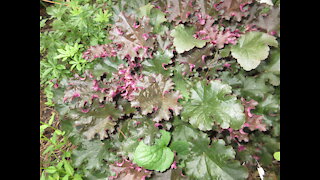 Wonderful Display of Love Coral Bells July 2021