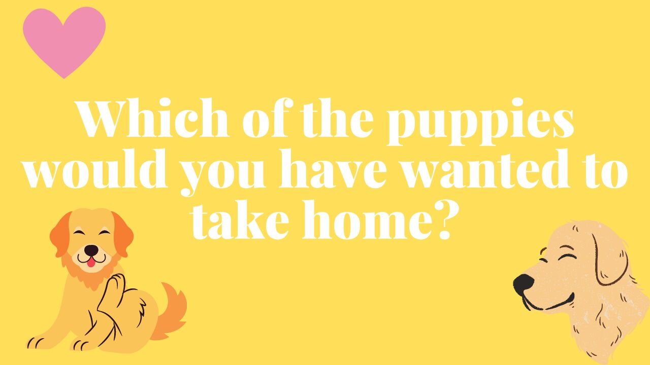 Which of the puppies would you have wanted to take home? PART 7