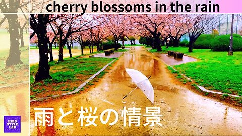 Cherry Blossoms In The Rain【雨と桜の情景】満開を待つ桜に降る雨は・・・。＃桜、＃雨、＃HiroStyleLab、＃春の音